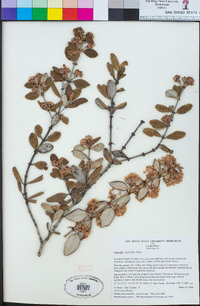 Ceanothus crassifolius image