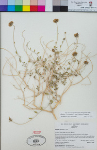 Encelia frutescens image