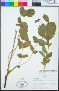 Drymocallis glandulosa var. glandulosa image