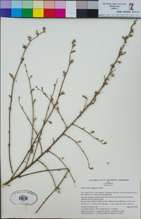 Stephanomeria diegensis image