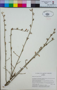 Stephanomeria diegensis image