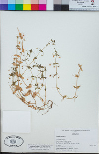 Lysimachia arvensis image