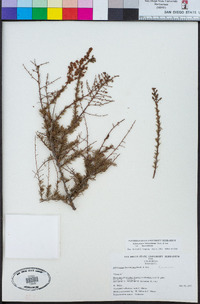 Adenostoma fasciculatum var. fasciculatum image