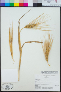 Hordeum vulgare image