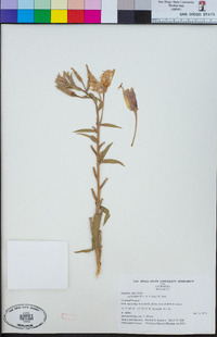 Oenothera elata subsp. hookeri image