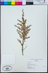 Rhamnus crocea image