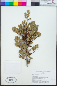 Rhamnus ilicifolia image