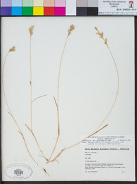 Bromus hordeaceus image