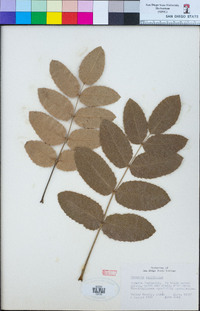 Berberis aquifolium image