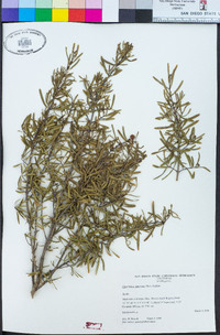 Cneoridium dumosum image