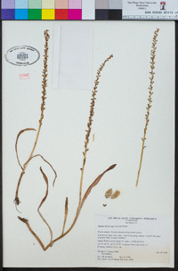 Piperia unalascensis image