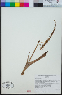 Piperia transversa image