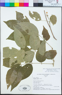 Millettia pinnata image