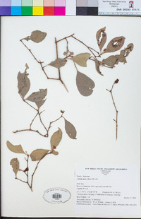 Eugenia reinwardtiana image