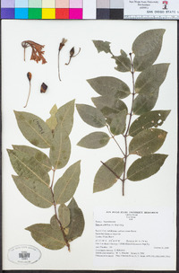 Phaleria pubiflora image
