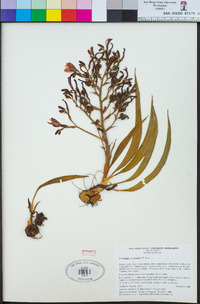 Wachendorfia brachyandra image