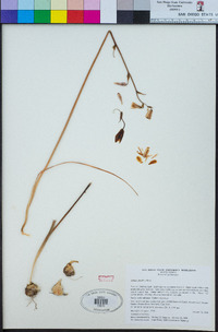 Image of Albuca juncifolia