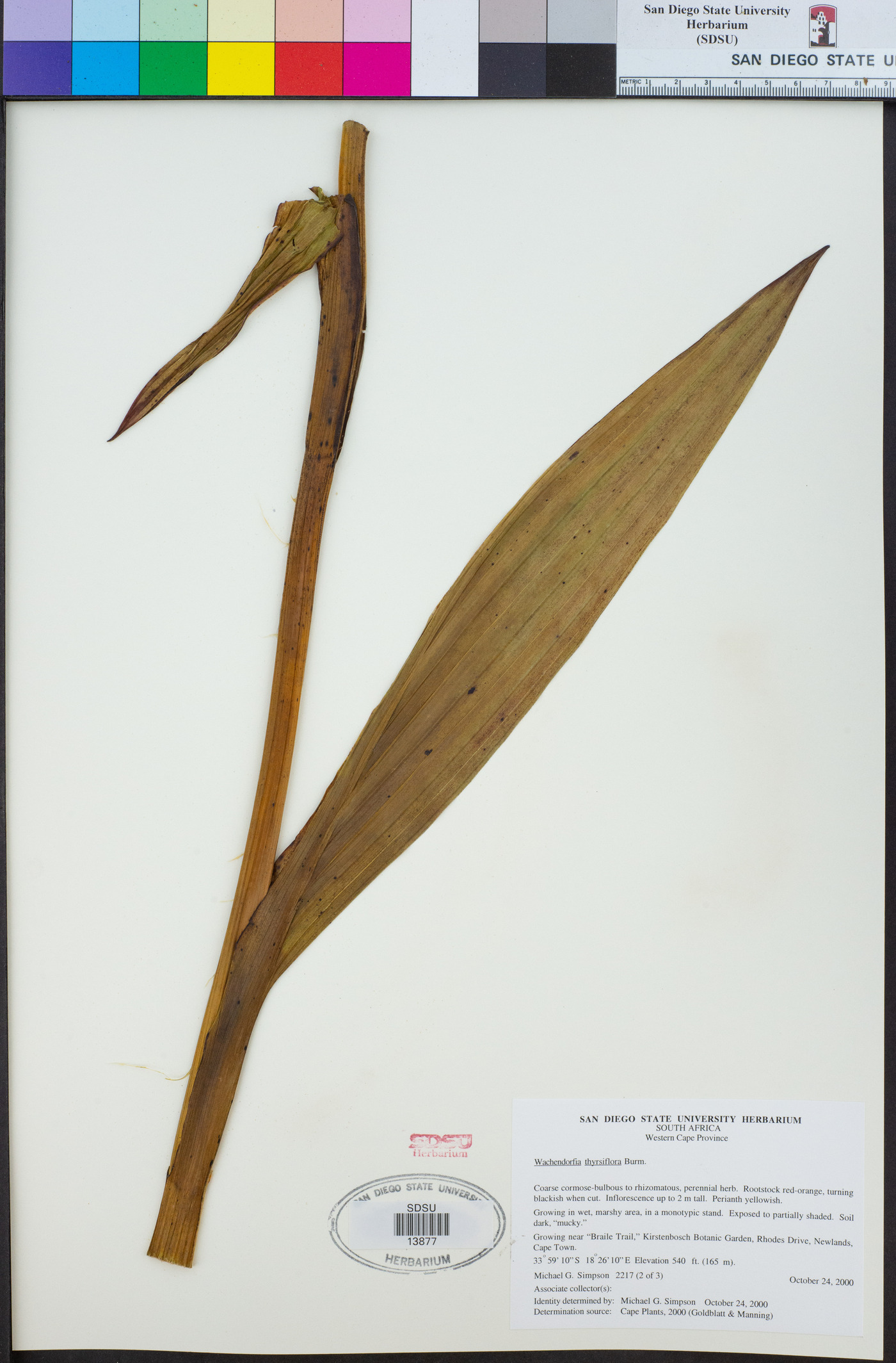 Wachendorfia thyrsiflora image