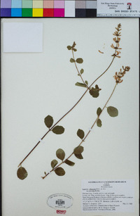 Lonicera subspicata var. denudata image