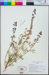 Lupinus sparsiflorus image