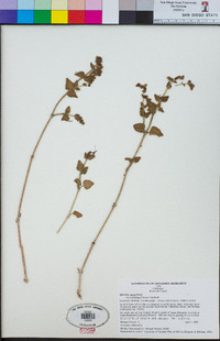 Mirabilis laevis var. crassifolia image