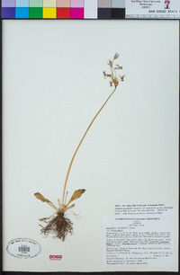 Primula clevelandii var. clevelandii image