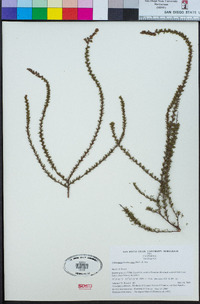 Adenostoma fasciculatum image