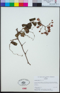 Antigonon leptopus image