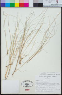 Stipa lepida image