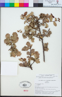 Quercus berberidifolia image