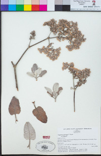 Eriogonum giganteum var. giganteum image