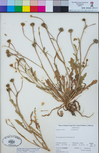 Hedypnois rhagadioloides image