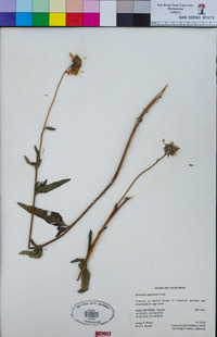 Helianthus gracilentus image