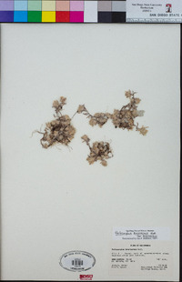 Psilocarphus brevissimus var. brevissimus image