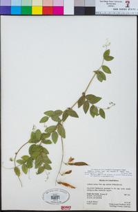 Lathyrus vestitus var. alefeldii image