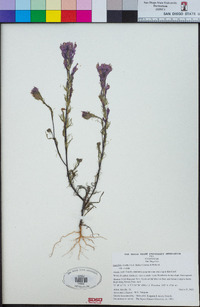 Castilleja exserta image