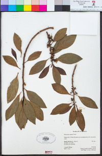 Myoporum laetum image