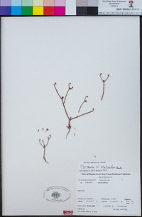 Chorizanthe staticoides image