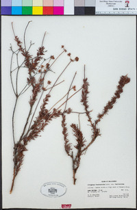 Eriogonum fasciculatum image