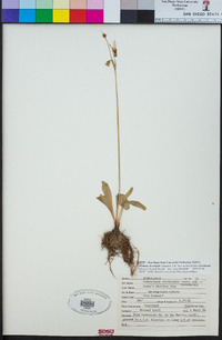 Primula clevelandii var. clevelandii image