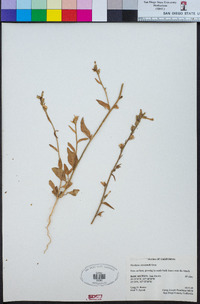 Nicotiana clevelandii image