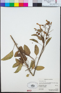 Nicotiana glauca image