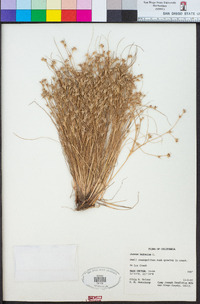 Juncus bufonius image