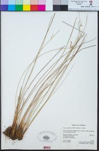 Juncus mexicanus image