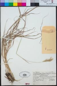 Bothriochloa barbinodis image