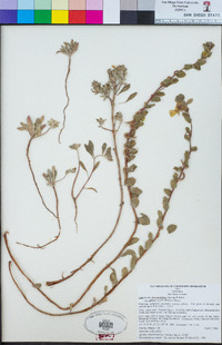 Camissoniopsis cheiranthifolia subsp. suffruticosa image