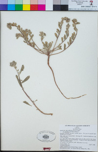 Camissoniopsis cheiranthifolia subsp. suffruticosa image