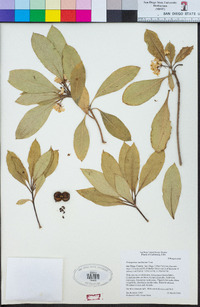 Pittosporum undulatum image