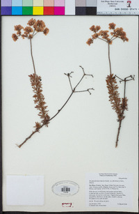 Eriogonum fasciculatum image