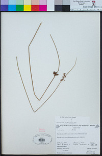 Juncus patens image